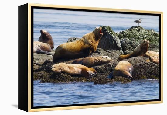 Wa, San Juan Islands, Haro Strait, Steller Sea Lions-Jamie And Judy Wild-Framed Premier Image Canvas
