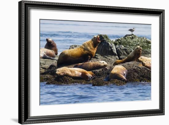 Wa, San Juan Islands, Haro Strait, Steller Sea Lions-Jamie And Judy Wild-Framed Photographic Print