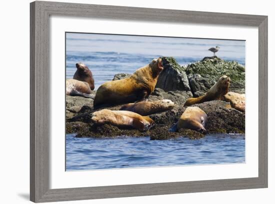 Wa, San Juan Islands, Haro Strait, Steller Sea Lions-Jamie And Judy Wild-Framed Photographic Print