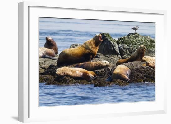 Wa, San Juan Islands, Haro Strait, Steller Sea Lions-Jamie And Judy Wild-Framed Photographic Print