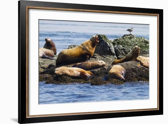 Wa, San Juan Islands, Haro Strait, Steller Sea Lions-Jamie And Judy Wild-Framed Photographic Print