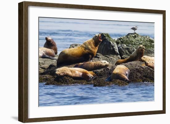 Wa, San Juan Islands, Haro Strait, Steller Sea Lions-Jamie And Judy Wild-Framed Photographic Print