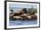 Wa, San Juan Islands, Haro Strait, Steller Sea Lions-Jamie And Judy Wild-Framed Photographic Print