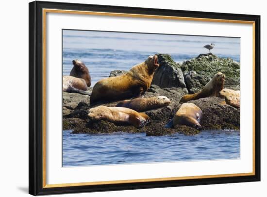 Wa, San Juan Islands, Haro Strait, Steller Sea Lions-Jamie And Judy Wild-Framed Photographic Print