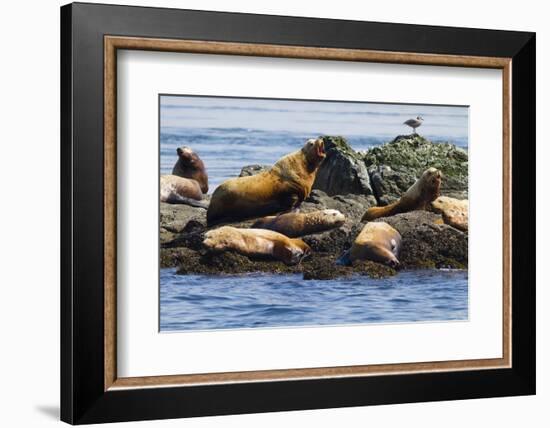 Wa, San Juan Islands, Haro Strait, Steller Sea Lions-Jamie And Judy Wild-Framed Photographic Print
