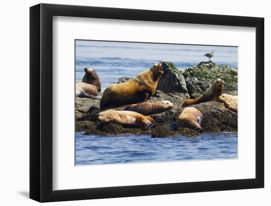 Wa, San Juan Islands, Haro Strait, Steller Sea Lions-Jamie And Judy Wild-Framed Photographic Print