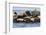 Wa, San Juan Islands, Haro Strait, Steller Sea Lions-Jamie And Judy Wild-Framed Photographic Print