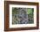 WA. Three American Robin, Turdus migratorius, sky blue eggs in a nest at Marymoor Park, Redmond.-Gary Luhm-Framed Photographic Print