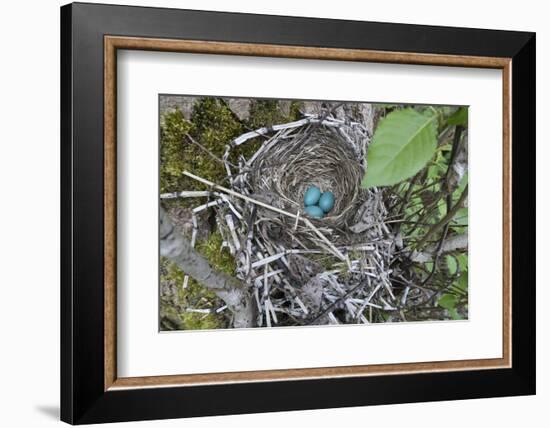 WA. Three American Robin, Turdus migratorius, sky blue eggs in a nest at Marymoor Park, Redmond.-Gary Luhm-Framed Photographic Print