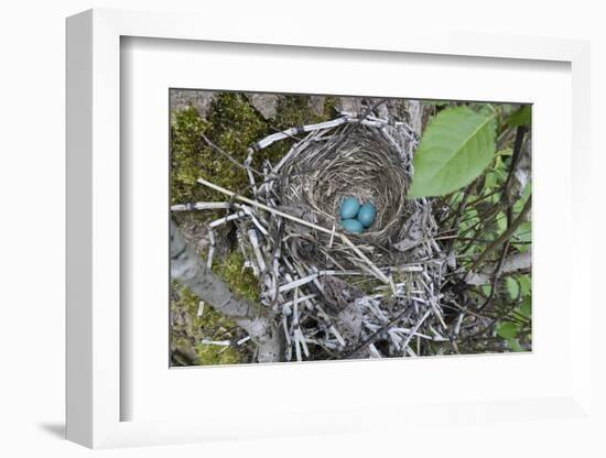 WA. Three American Robin, Turdus migratorius, sky blue eggs in a nest at Marymoor Park, Redmond.-Gary Luhm-Framed Photographic Print