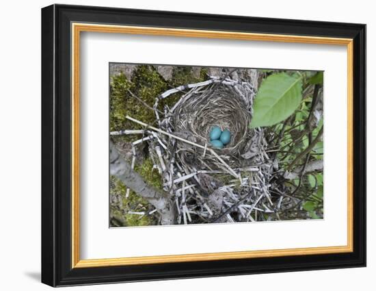 WA. Three American Robin, Turdus migratorius, sky blue eggs in a nest at Marymoor Park, Redmond.-Gary Luhm-Framed Photographic Print