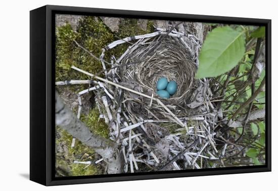 WA. Three American Robin, Turdus migratorius, sky blue eggs in a nest at Marymoor Park, Redmond.-Gary Luhm-Framed Premier Image Canvas