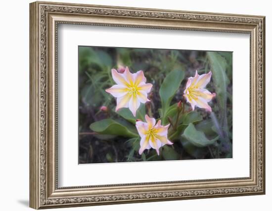 WA. Tweedy's Lewisia, a showy eastern Washington wildflower, in bloom at Tronsen Ridge.-Gary Luhm-Framed Photographic Print