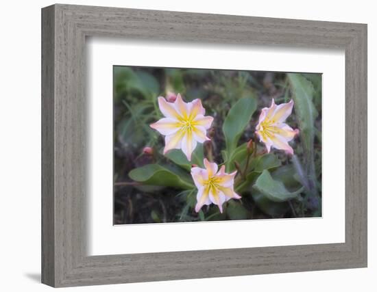 WA. Tweedy's Lewisia, a showy eastern Washington wildflower, in bloom at Tronsen Ridge.-Gary Luhm-Framed Photographic Print