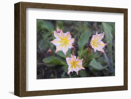 WA. Tweedy's Lewisia, a showy eastern Washington wildflower, in bloom at Tronsen Ridge.-Gary Luhm-Framed Photographic Print