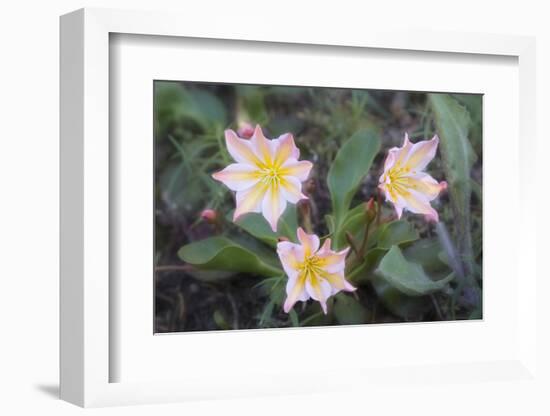 WA. Tweedy's Lewisia, a showy eastern Washington wildflower, in bloom at Tronsen Ridge.-Gary Luhm-Framed Photographic Print