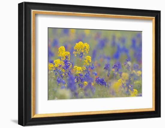 WA. Yellow Western Wallflower and Rockslide Larkspur at Hurricane Ridge, Olympic NP.-Gary Luhm-Framed Photographic Print