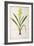 Wachendorfia Thyrsiflora, from 'Les Liliacees', C.1805-Pierre Joseph Redoute-Framed Giclee Print