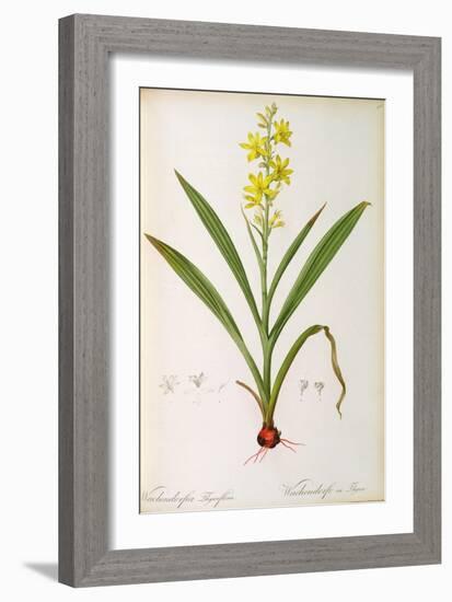 Wachendorfia Thyrsiflora, from 'Les Liliacees', C.1805-Pierre Joseph Redoute-Framed Giclee Print