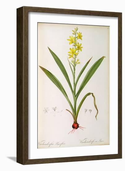 Wachendorfia Thyrsiflora, from 'Les Liliacees', C.1805-Pierre Joseph Redoute-Framed Giclee Print