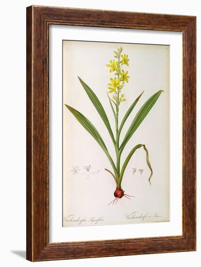 Wachendorfia Thyrsiflora, from 'Les Liliacees', C.1805-Pierre Joseph Redoute-Framed Giclee Print