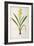 Wachendorfia Thyrsiflora, from 'Les Liliacees', C.1805-Pierre Joseph Redoute-Framed Giclee Print