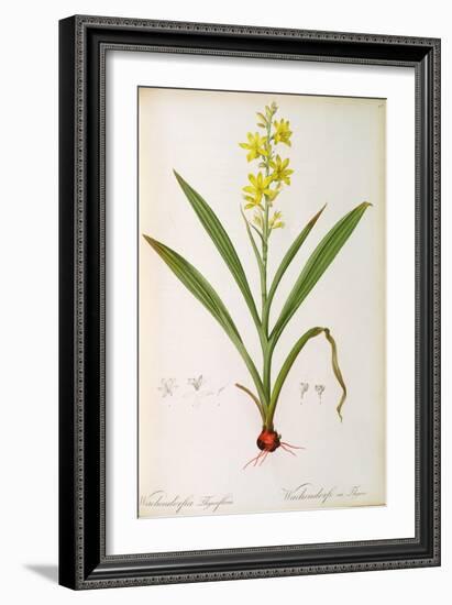 Wachendorfia Thyrsiflora, from 'Les Liliacees', C.1805-Pierre Joseph Redoute-Framed Giclee Print