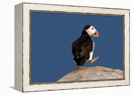 Waddling Puffin-Howard Ruby-Framed Premier Image Canvas
