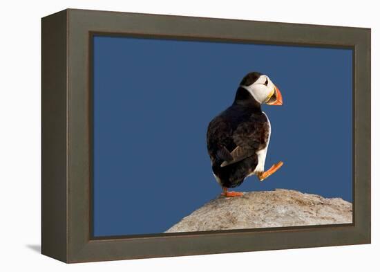 Waddling Puffin-Howard Ruby-Framed Premier Image Canvas