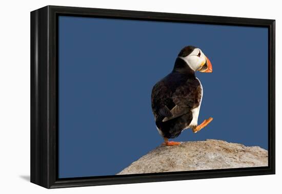 Waddling Puffin-Howard Ruby-Framed Premier Image Canvas