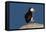 Waddling Puffin-Howard Ruby-Framed Premier Image Canvas