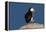 Waddling Puffin-Howard Ruby-Framed Premier Image Canvas