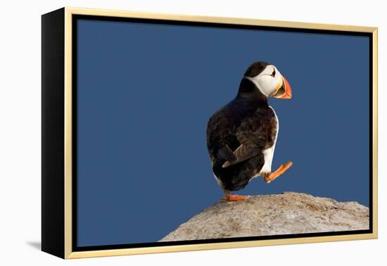 Waddling Puffin-Howard Ruby-Framed Premier Image Canvas