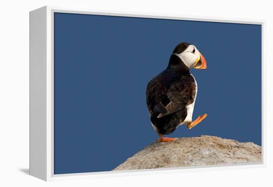 Waddling Puffin-Howard Ruby-Framed Premier Image Canvas