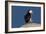 Waddling Puffin-Howard Ruby-Framed Premium Photographic Print