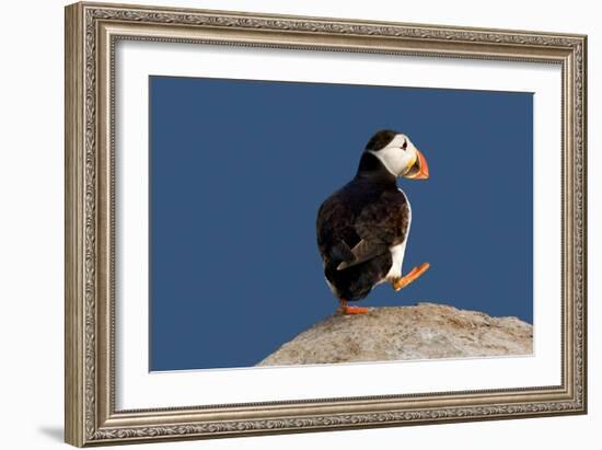 Waddling Puffin-Howard Ruby-Framed Photographic Print