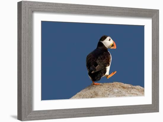 Waddling Puffin-Howard Ruby-Framed Photographic Print