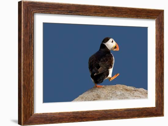 Waddling Puffin-Howard Ruby-Framed Photographic Print