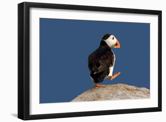 Waddling Puffin-Howard Ruby-Framed Photographic Print