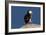 Waddling Puffin-Howard Ruby-Framed Photographic Print