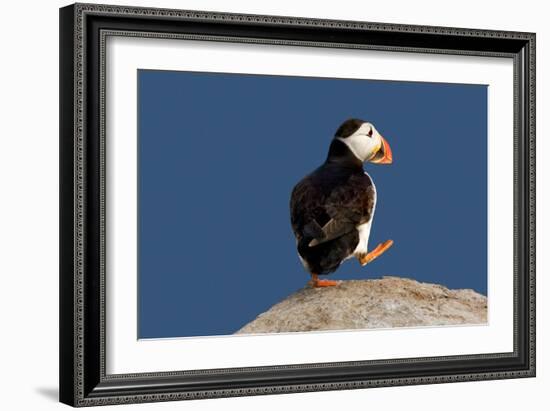 Waddling Puffin-Howard Ruby-Framed Photographic Print