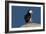 Waddling Puffin-Howard Ruby-Framed Photographic Print