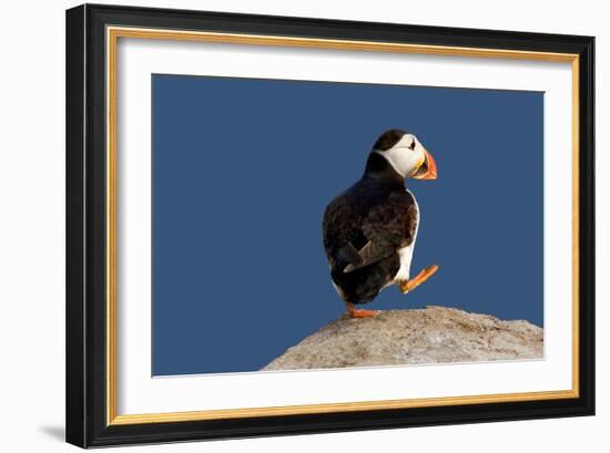 Waddling Puffin-Howard Ruby-Framed Photographic Print