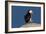 Waddling Puffin-Howard Ruby-Framed Photographic Print