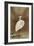 Wading Egret-Koson Ohara-Framed Giclee Print