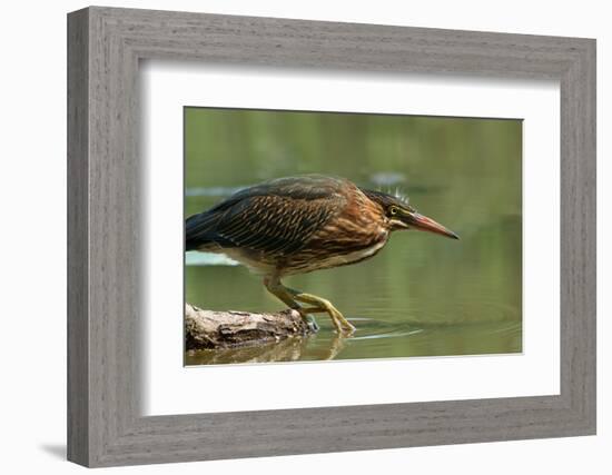 Wading Into The Unknown-Darlene Hewson-Framed Photographic Print