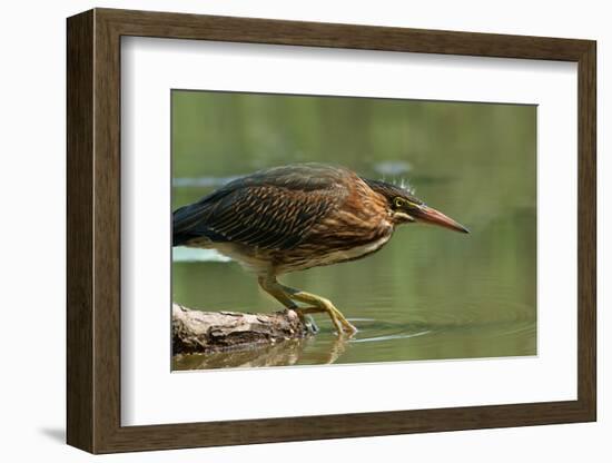 Wading Into The Unknown-Darlene Hewson-Framed Photographic Print