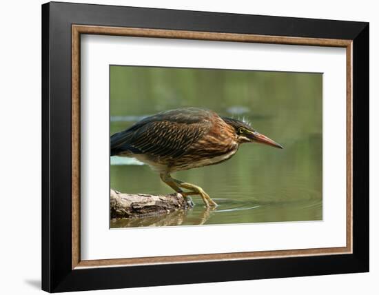 Wading Into The Unknown-Darlene Hewson-Framed Photographic Print