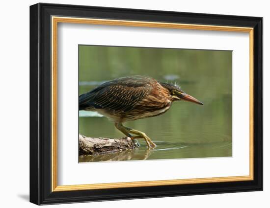 Wading Into The Unknown-Darlene Hewson-Framed Photographic Print