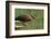 Wading Into The Unknown-Darlene Hewson-Framed Photographic Print